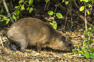 Капский даман греется на утреннем солнце