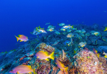 Obraz na płótnie Canvas Underwater scene with a shoal of yellow tropical fish
