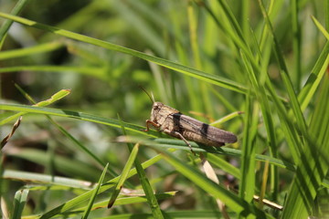  little cricket posing on the green grass in mexico