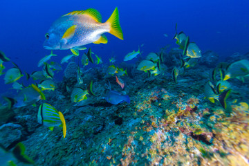 Fototapeta na wymiar Underwater scene with a shoal of yellow tropical fish