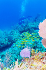 Underwater scene with the life of a tropical coral reef