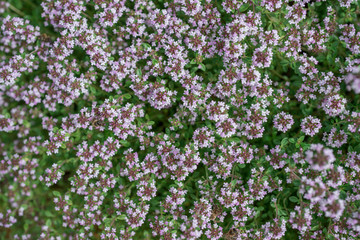 Flowers Thymus