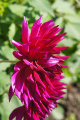 Magenta red dahlia flower with green background