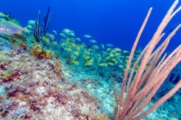 Naklejka na ściany i meble Underwater scene with a shoal of yellow tropical fish
