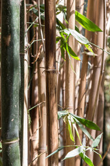 Fototapeta na wymiar Textura de bamboo 1