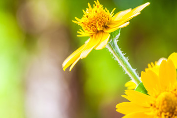 Close up of melampodium divaricatum, butter daisy or little yellow star, flower