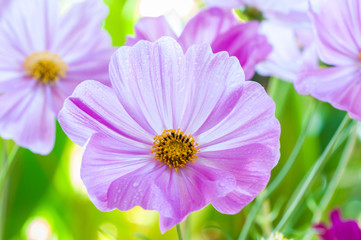 Obraz premium Beautiful close up of purple cosmos flower