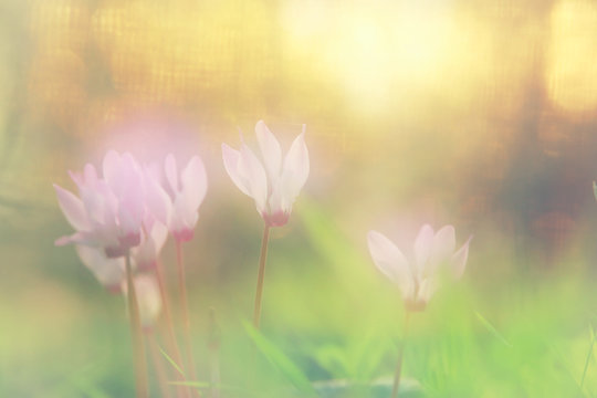dreamy image of cyclamen flowers blooming in the forest.
