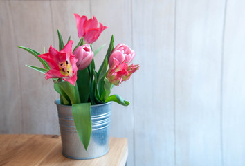 pink tulipans in pot