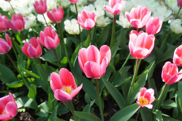 Fototapeta premium Many red tulips in green