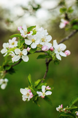 spring flower