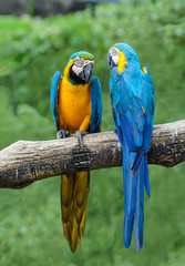 Blue and yellow macaw, beautiful bird isolated on branch with green background.