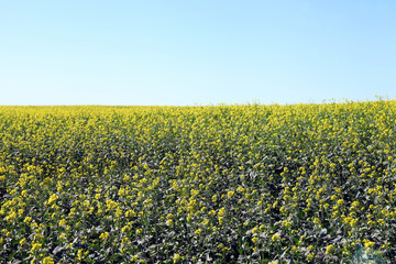 Alfalfa field - flowers for land fertilizer and livestock feed. Farm.