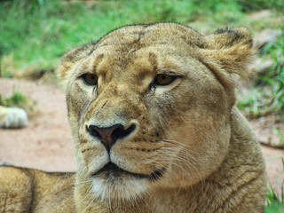 lioness