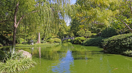Pond panorama in the Japanese Garden, Fort Worth, Texas, U.S.A. - 138988005