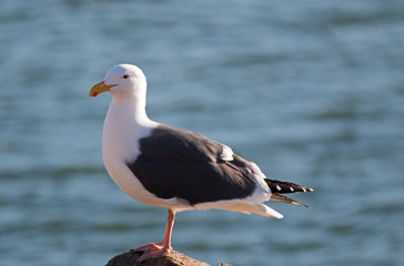 Seagull on Morro Bay breakwater rocks on the California Central Coast US of America