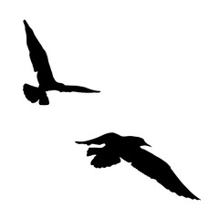 Vector set - seagull silhouette on white background collection