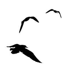 Vector set - seagull silhouette on white background collection