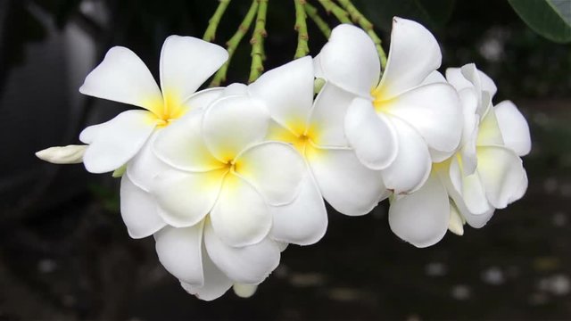 Hawaiian Plumeria flowers used to make aloha leis.