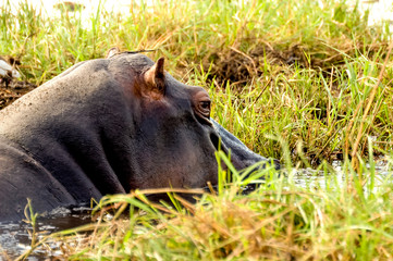 Portrait hippopotamus