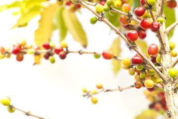 Red coffee beans with branch of coffee tree, ripe and unripe berries on white background