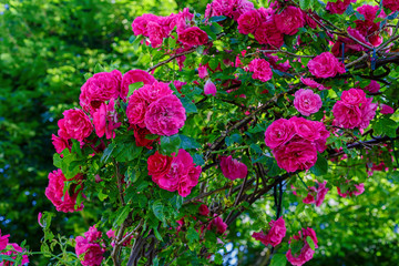 Climbing rose know as a John Cabot rose growing on an arbour.