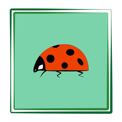 Naklejka premium Ladybird isolated