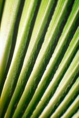 Beautiful green tropic palm leaf with drops of water useful for summer background