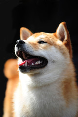 Japanese Shiba dog