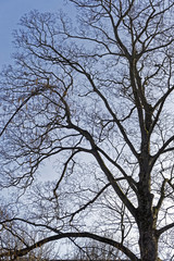 tree and blue sky in spring