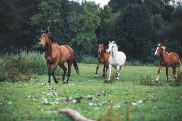 Herd of horses runs in summer field