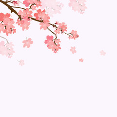 Vector illustration blooming branch cherry.  Floral background - 138990053