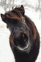 Funny portrait of a black pony