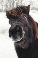 Funny portrait of a black pony