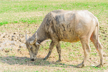 A muddy buffalo in a rural grass field, Chiang Mai Thailand