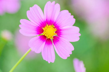 Fototapeta premium Defocus of beautiful purple cosmos flower
