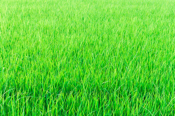 Green of young paddy rice field in rural area of Thailand