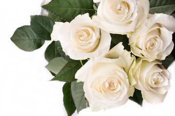 Soft full blown delicate white roses on a white background. Selective focus. 