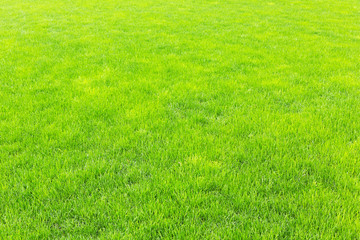 lawn with new green grass