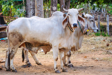 Cow in a rural area of  Chiang Mai Thailand