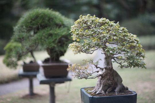 Traditional Japanese bonsai trees in the park.