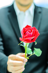 A man is giving red rose. Photo is focused at the rose.