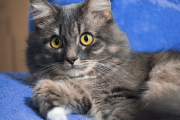 Beautiful Persian cat lying on the bed closeup