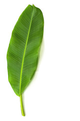 Banana leaf isolated over white