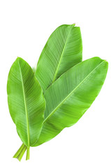 Banana leaves isolated over white