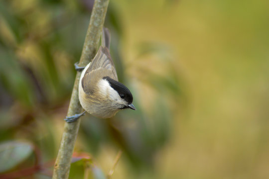 cincia bigia (Poecile palustris) - ritratto