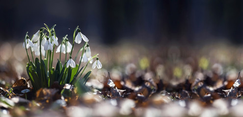 Website banner of white snowdrop flowers in spring