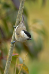 cincia bigia (Poecile palustris) - ritratto