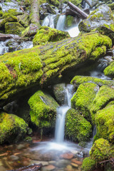Misty water in the moss