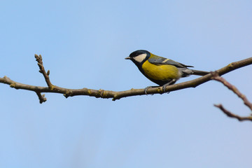 Cinciallegra (Parus major) su ramo
